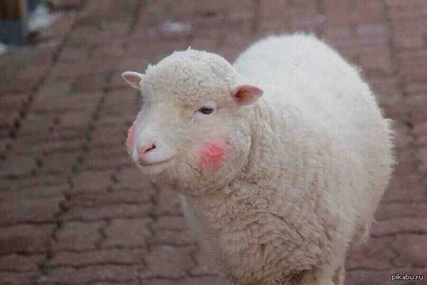 � ���� �� ����, ��� ���� ��������...