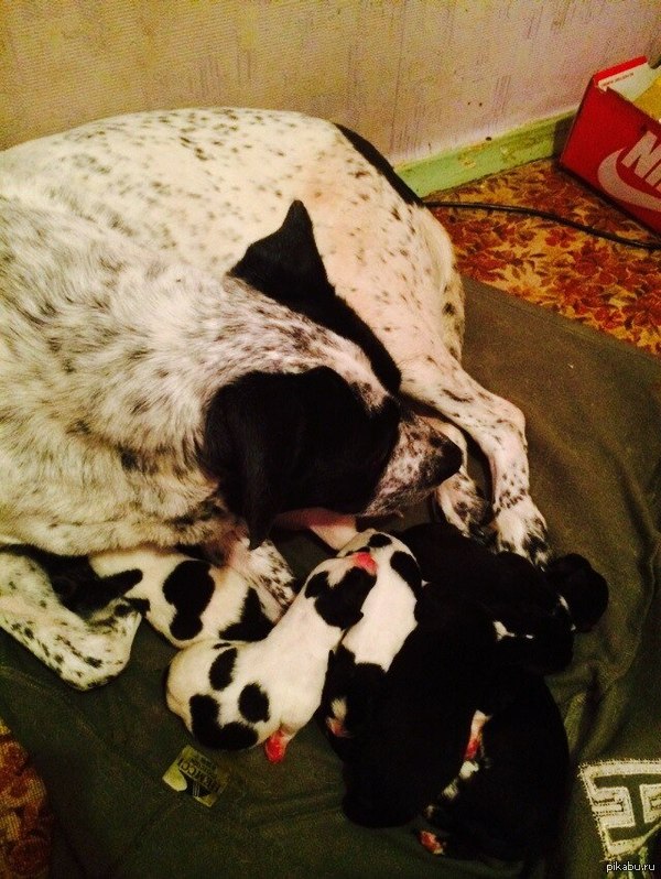 � � ��� ����������