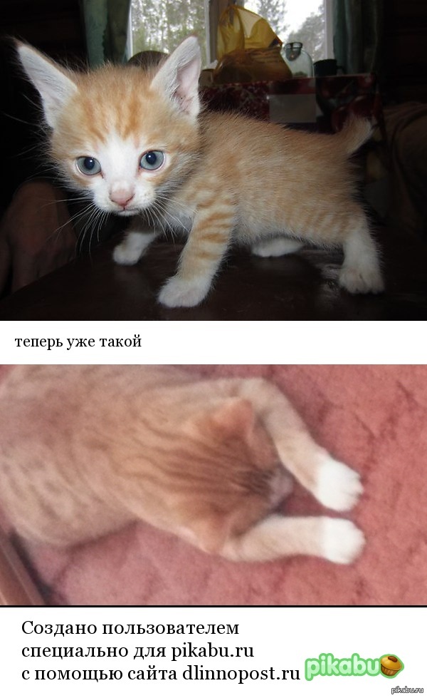 ���������� �������