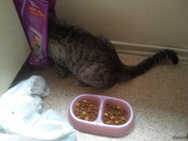 Кто-то жалуется что кот предпочитает коробку классному кошачьему дому, а как вам такое?