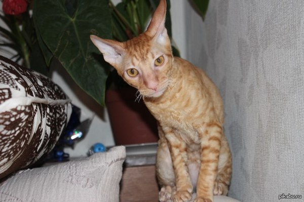 Слышь! Чё там у тебя?