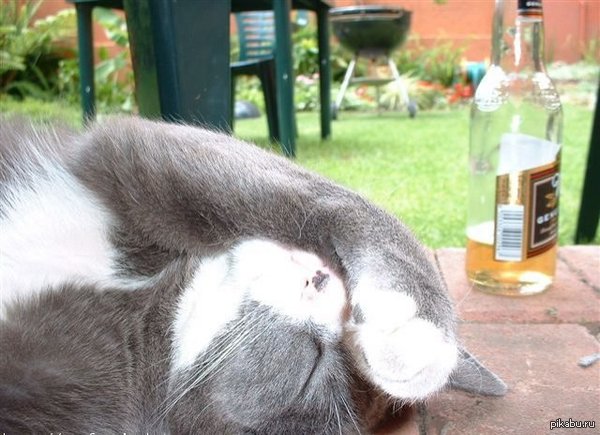 �������� ��������