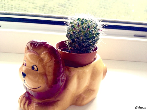 My baby Goga ^_^ - My, Cactus, Houseplants