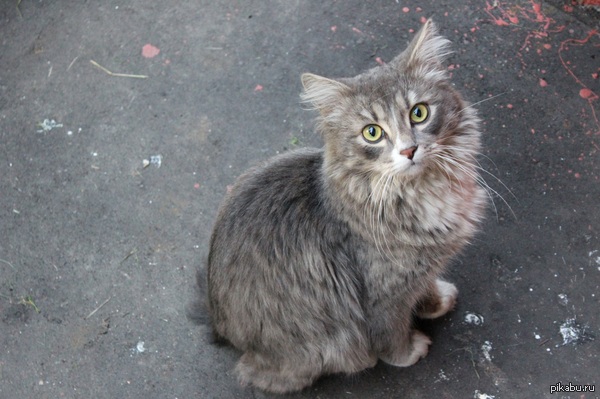 ������� �������.