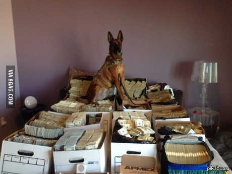 Так выглядят 40 миллионов долларов наличкой.