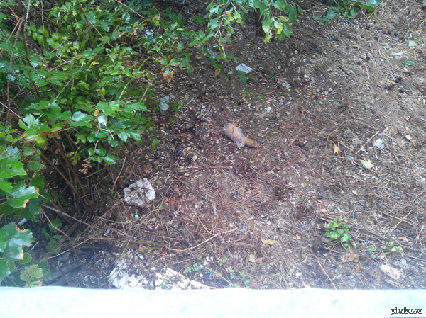 ������ ��� ���������?