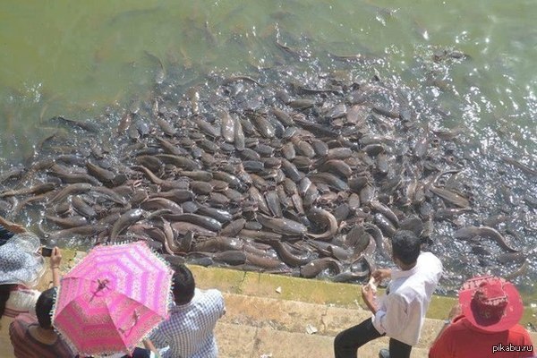 Кормление сомов...