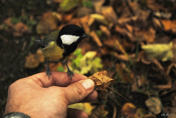 My tit in hand :) - My, bird titmouse, Tit, Happiness