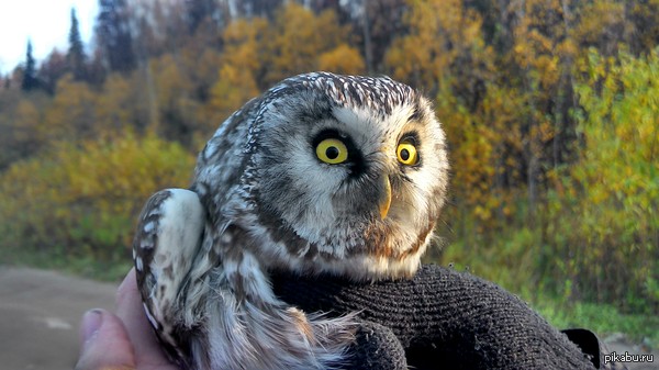 ���� ���