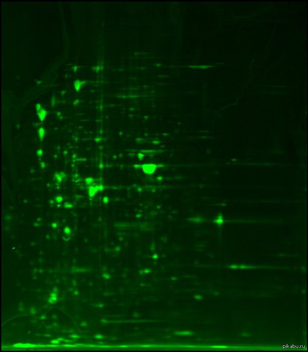 Меченая флуоресцентным красителем гелевая протеома E. coli - Моё, Моё, Наука, Работа, Молекулярная биология, Неведомая хрень