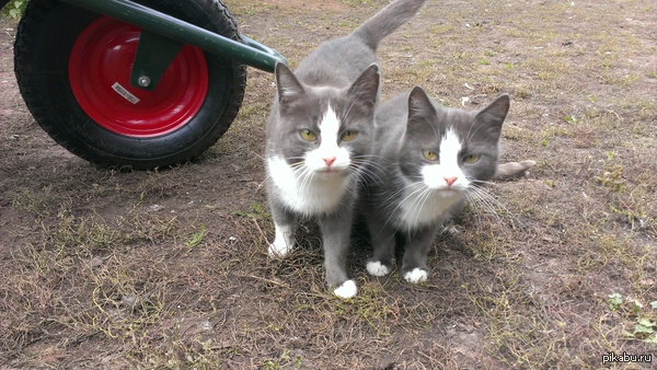 Говорят тут любят котиков