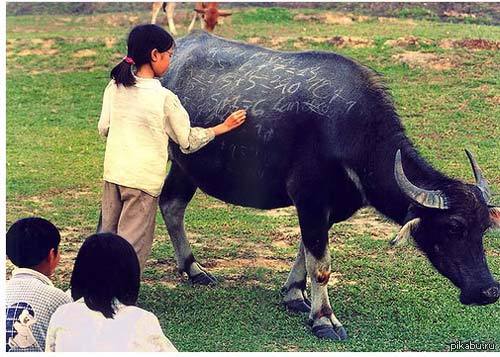 Вьетнамская школа