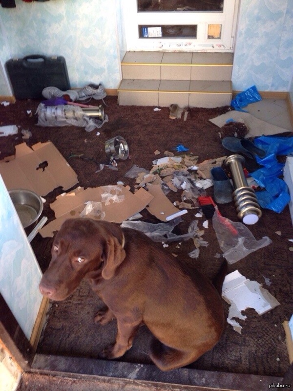 Моя собака...