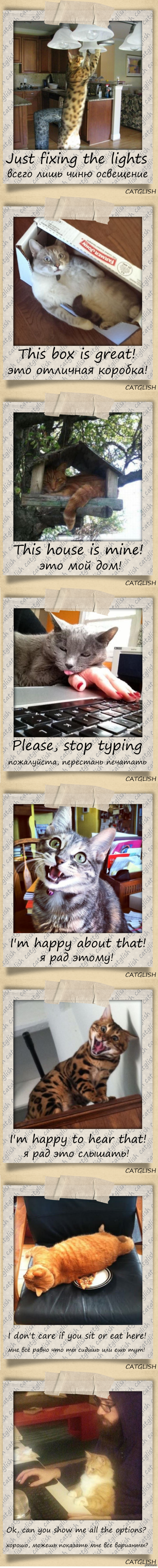 Catglish -   