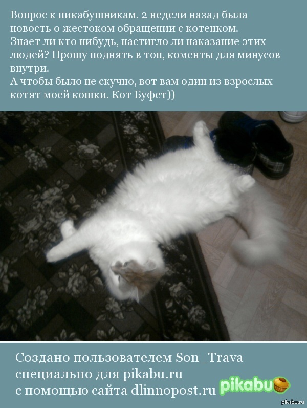 Новости о жестоком обращении с котенком