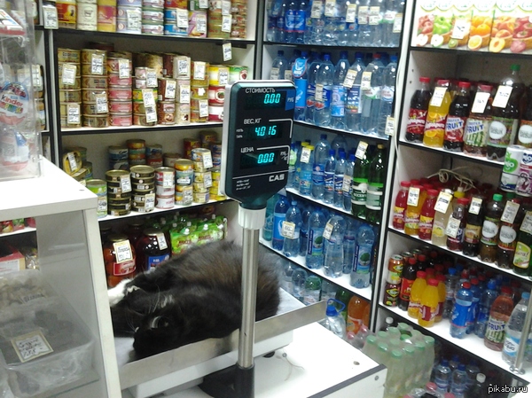 Мне Кота килограмма на 4 . пожалуйста!)