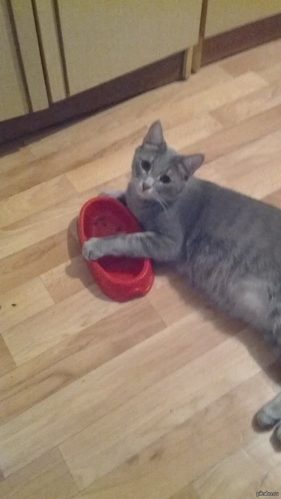 Возьмите в лигу лени моего кота)