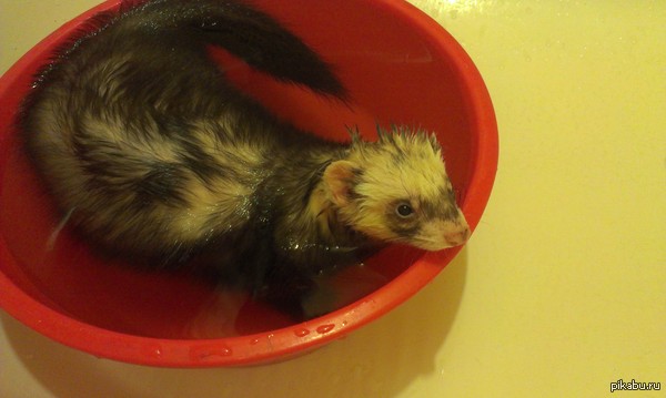 Хорёк принимает горячую ванну:)