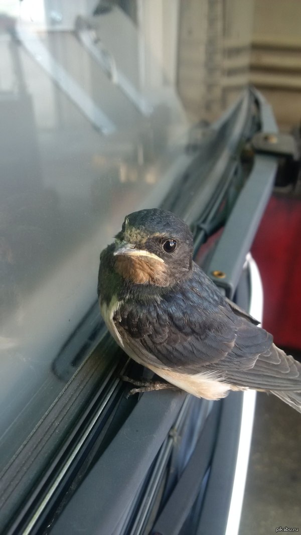 маленький любознательный птенец