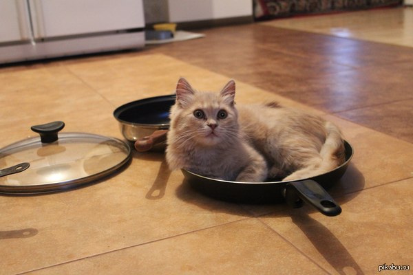 У всех коты как коты.. а мой в сковороду))