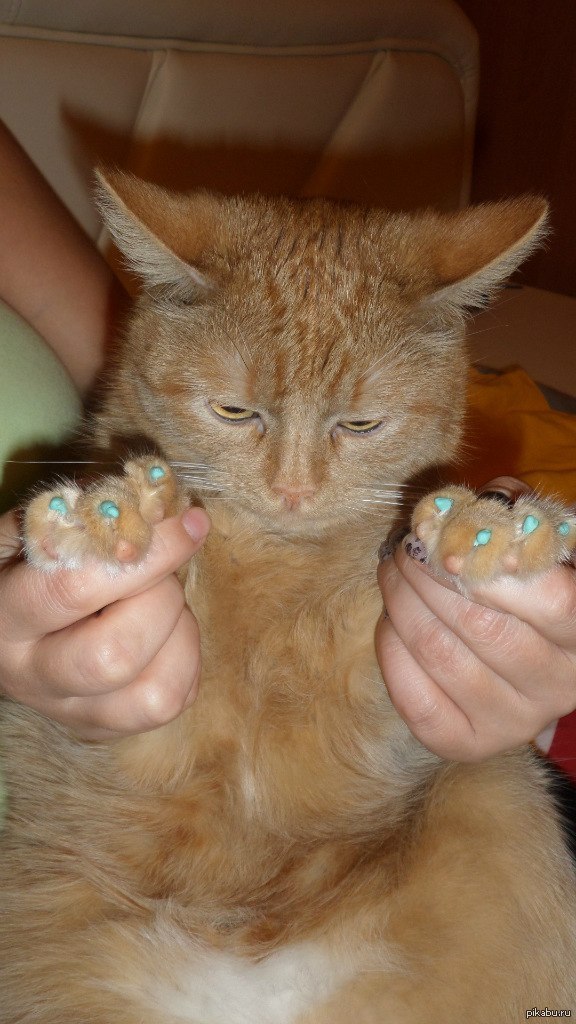 Наш кот царапал мебель , и нам пришлось нарастить ему ноготки :)