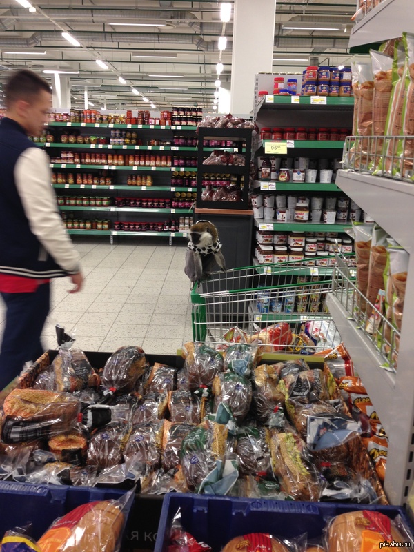 ��� ������ ��������� � �������� "Prisma"