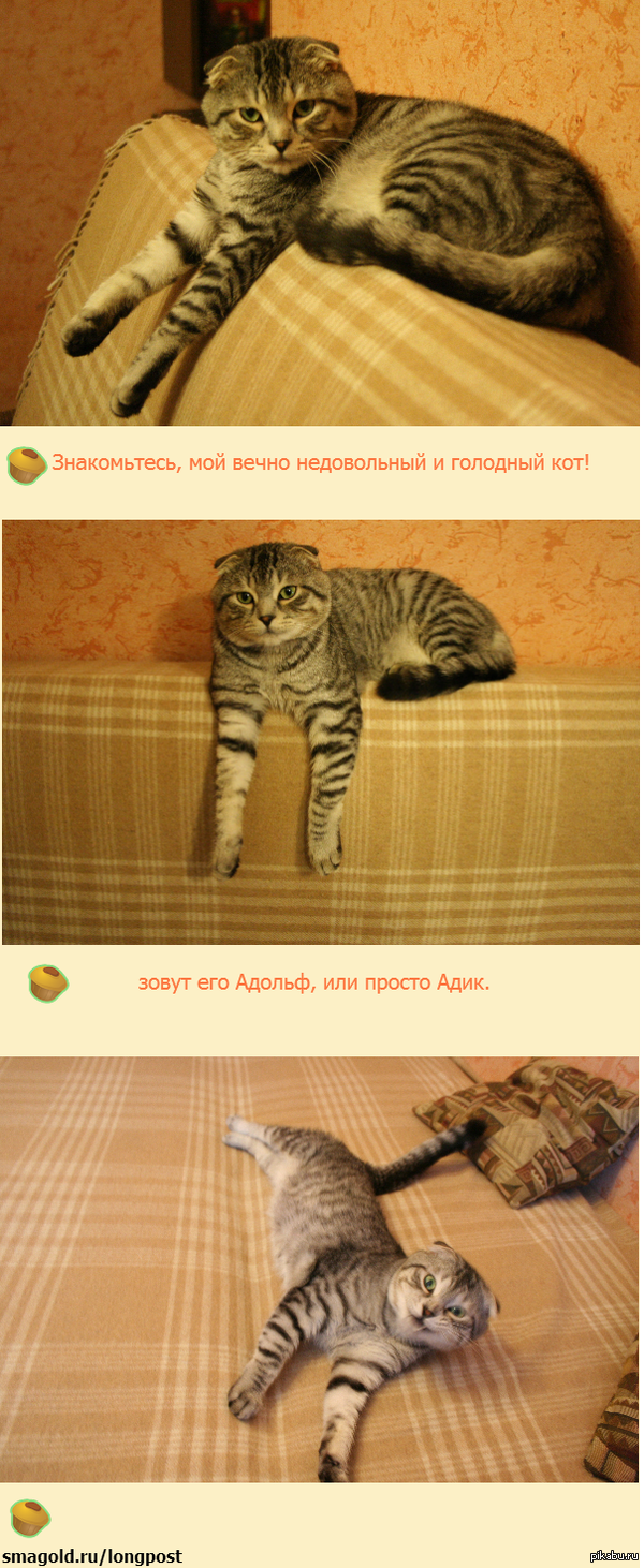 Мой друг, Адольф =)