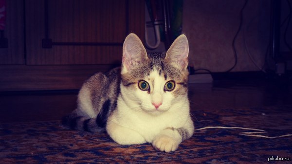 ��������� ������ ��������