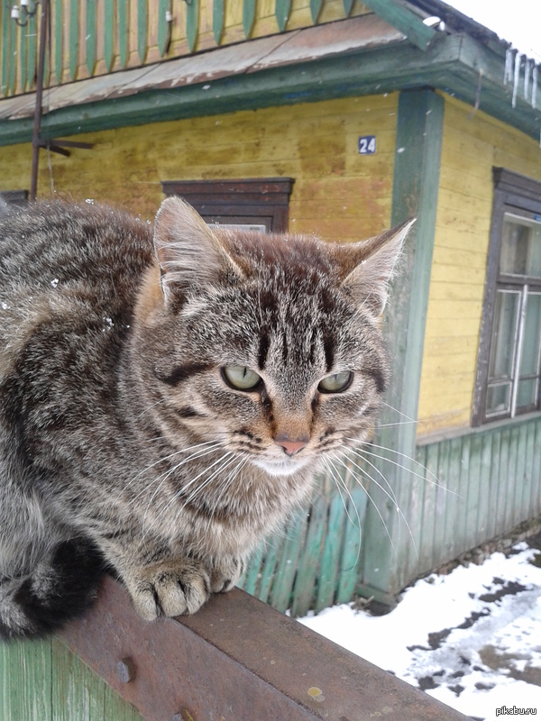 Всем зимней котейки!