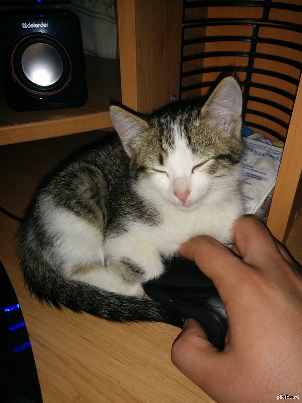 Мой кот явно говорит ,о том что надо спать а не играть)))