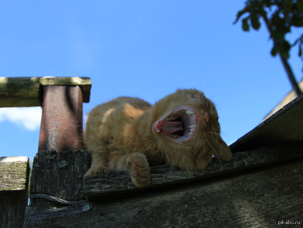 Good afternoon everyone!!!!! - NSFW, cat, Cat Yawns, Village