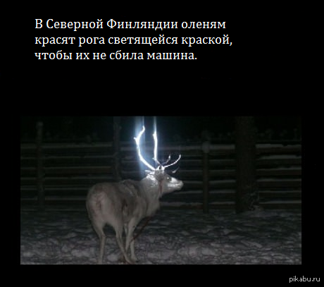 Забота об оленях и автомобилистах.