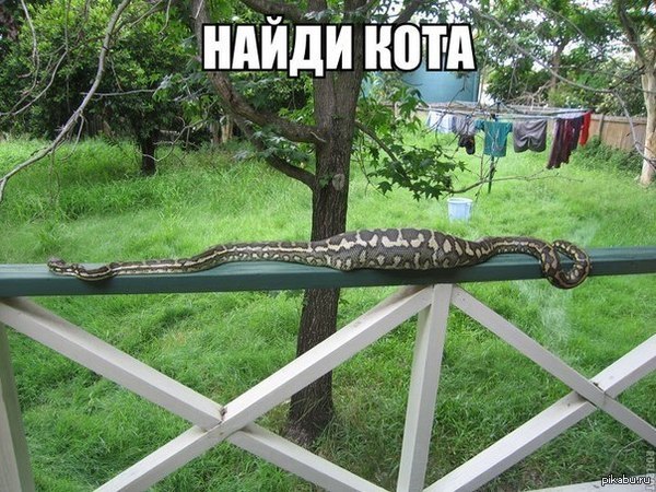 Найди кота