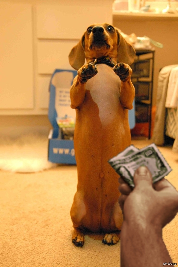 Это Элла, и она сильно волнуется