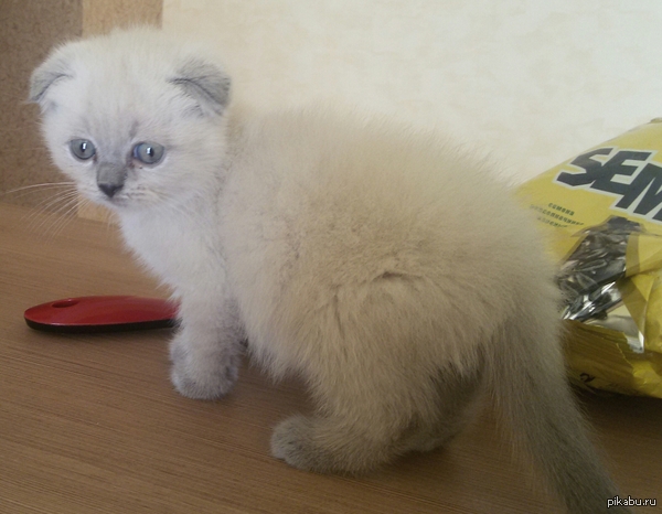 ��� �������