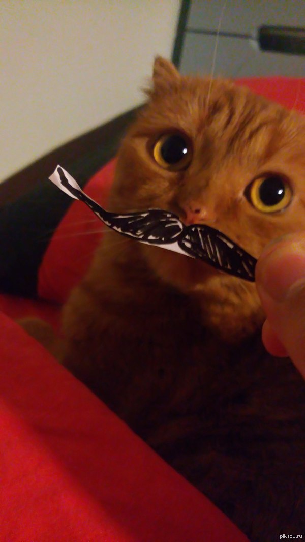 ������ ����