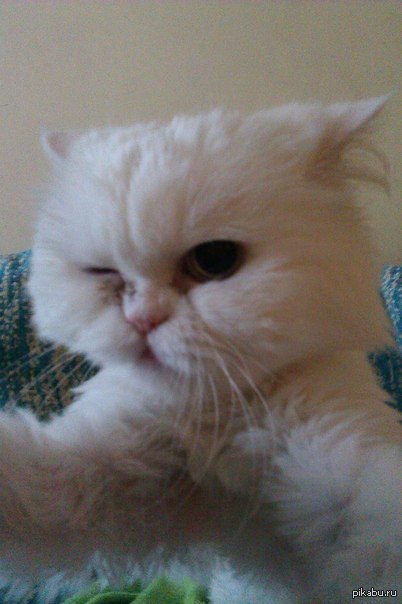 ����� �����������