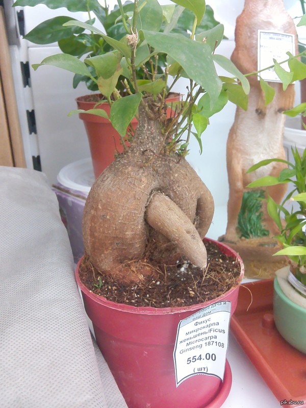 ����� � ������