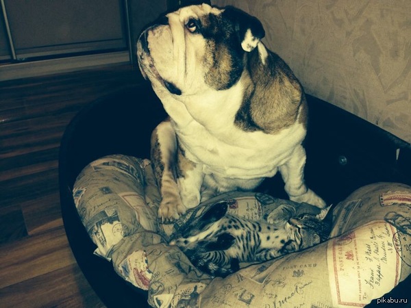 Кто сказал, что дружбы между собаками и кошками не бывает?