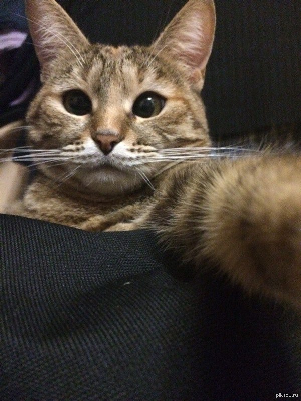 Котосэлфи