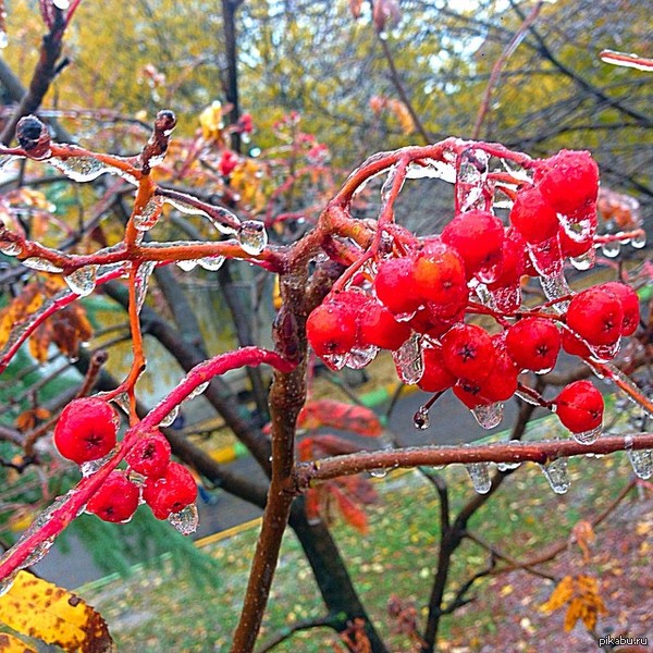 Ледяная рябина