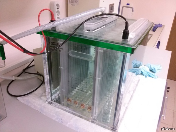 ������ ���������� 12 ������� �������������� ��� 2D-DIGE.