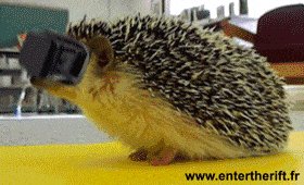 Oculus rift: Hedgehog Edition      . 