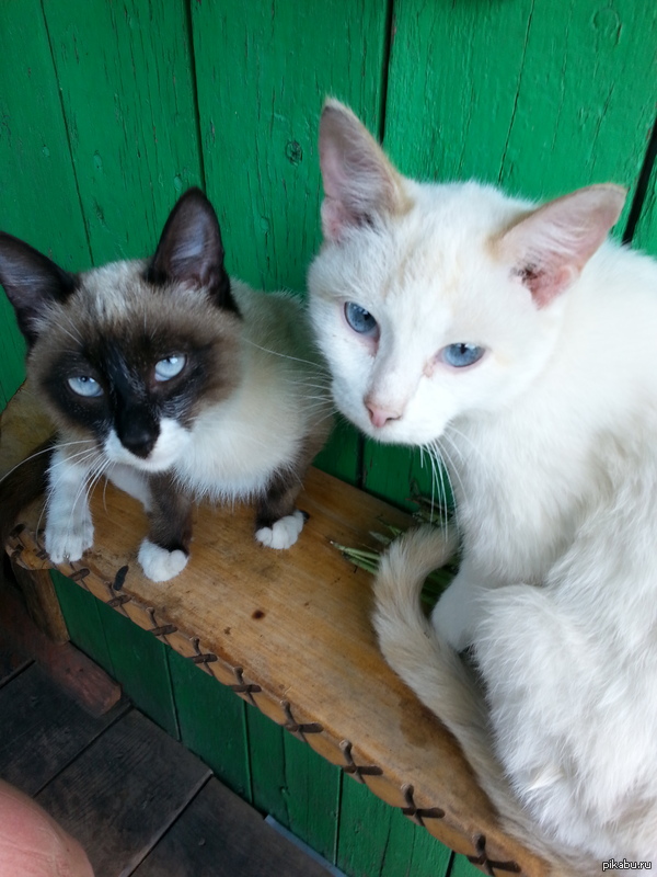 Кошки моего друга. Нежнейшие создания))