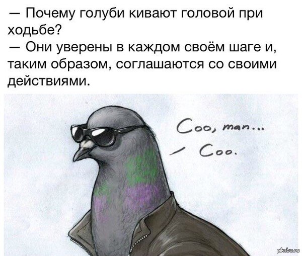 Pigeons, they are - Cool, Pigeon, Simple kru