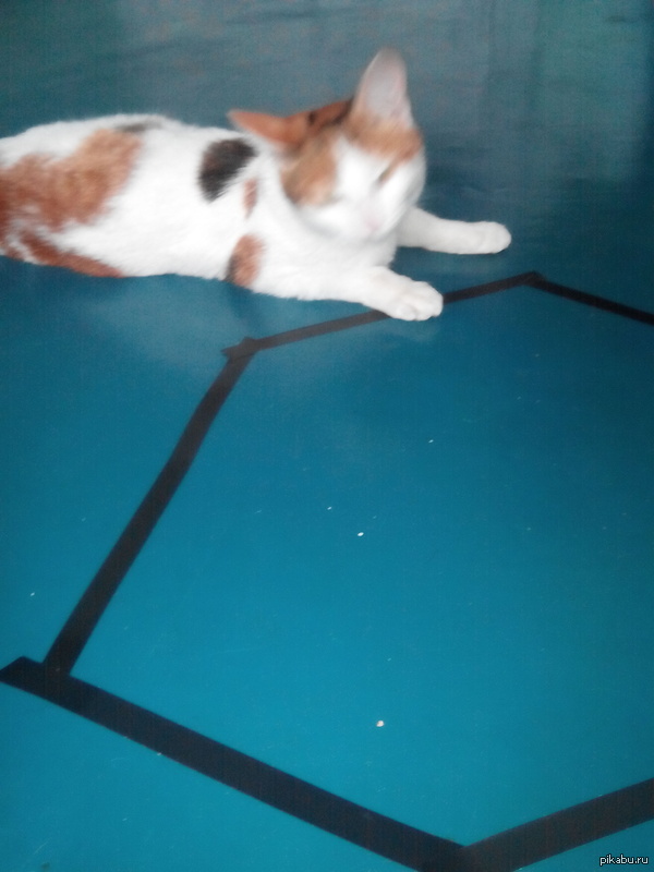 Моя кошка не работает!!!