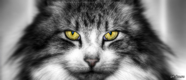 I'm an evil and scary fat cat! - cat, Fluffy, Eyes, Sight, Portrait