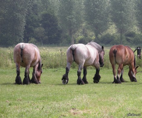 Brabants Trekpaard.Vollezele