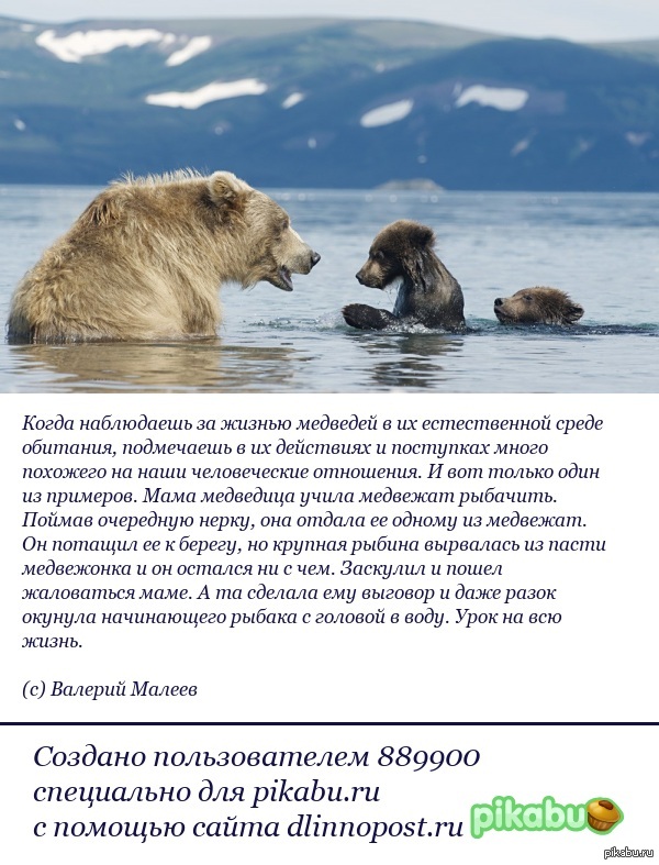 Well, son, again a deuce in fishing? - The Bears, Kamchatka, Valery Maleev