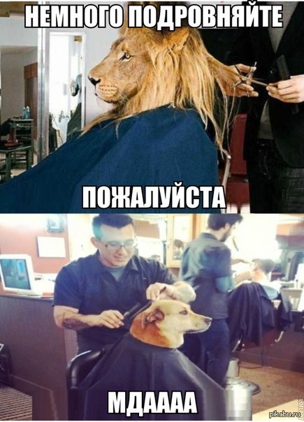Стрижка | Пикабу